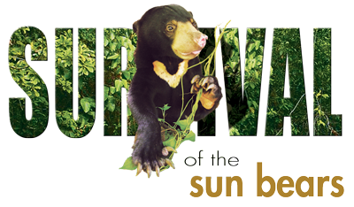 Survival of the Sun bears